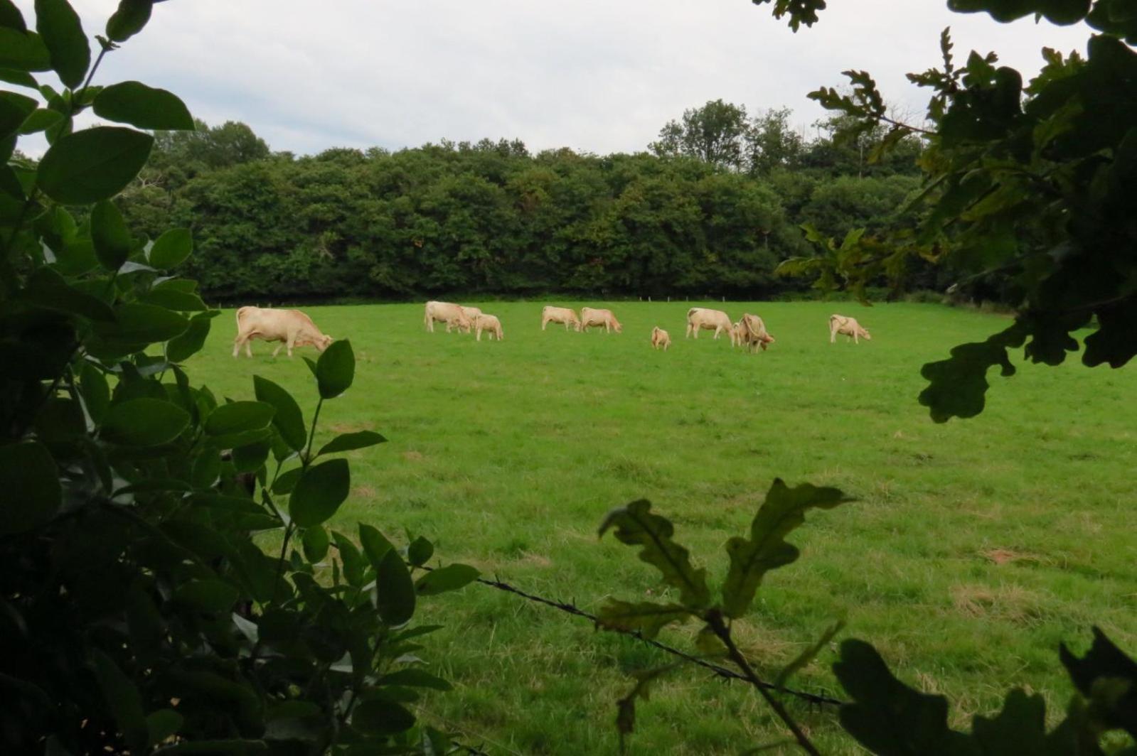 Gite Ecoconcu Charmant Proche Zoo De La Fleche Clermont-Creans 外观 照片